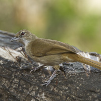 Terrestrial Brownbul